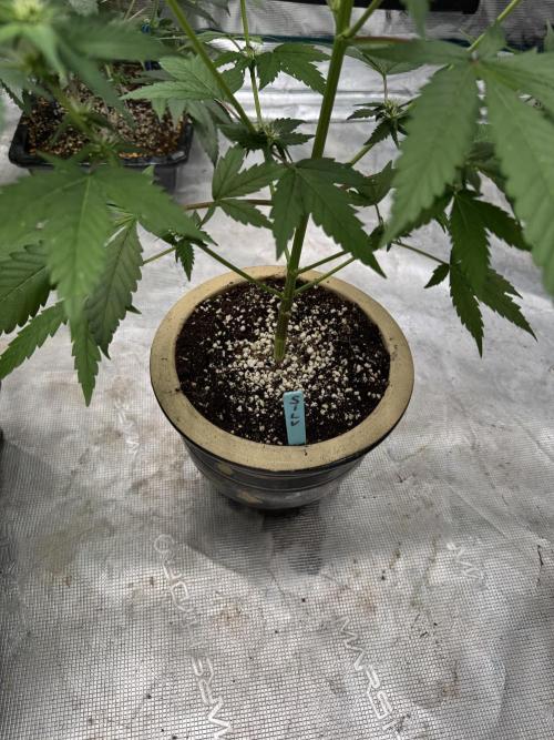 Hazy Bonsaï. Week 1