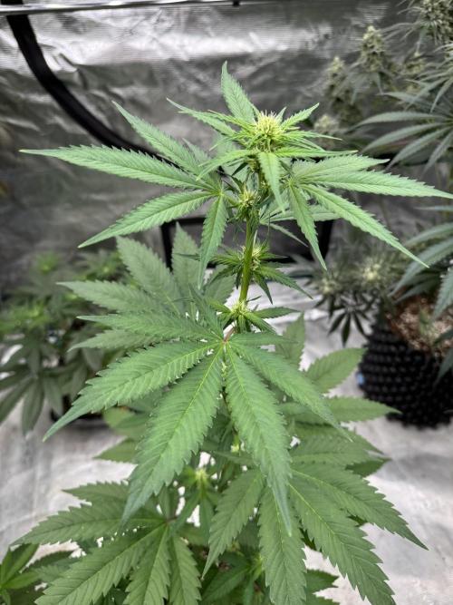 Hazy Bonsaï. Week 1