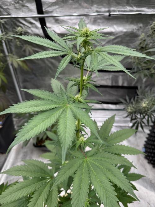 Hazy Bonsaï. Week 1