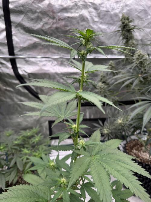 Hazy Bonsaï. Week 1