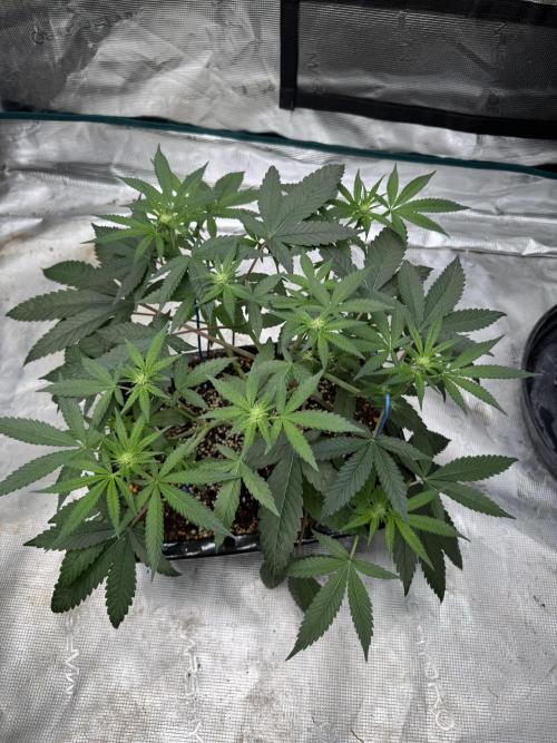 Pai Mei. Week 1
