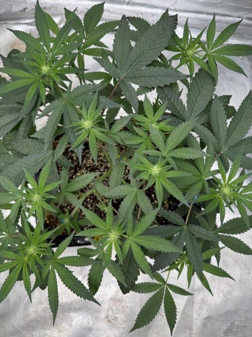 Pai Mei. Week 1