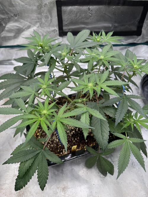 Pai Mei. Week 1