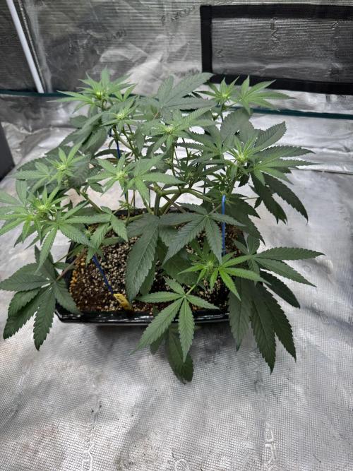 Pai Mei. Week 1
