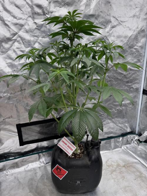 Roy’s Café. Week 7