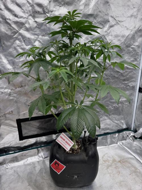 Roy’s Café. Week 7