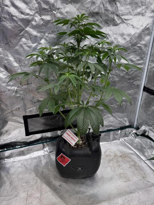 Roy’s Café. Week 7