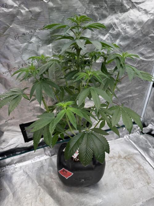 Roy’s Café. Week 7