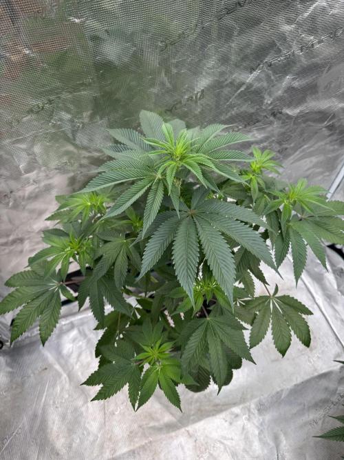 Roy’s Café. Week 7