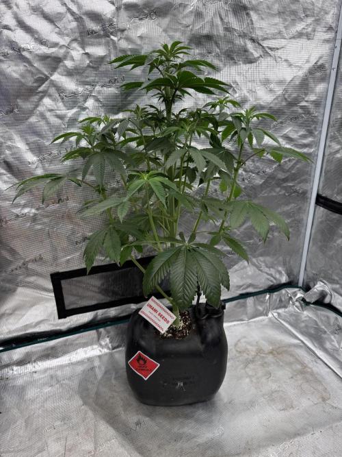 Roy’s Café. Week 7