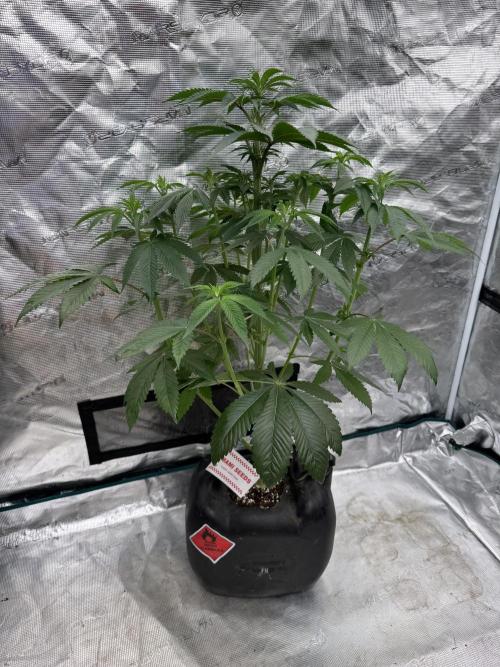 Sour Diesel x Zoda. Week 7