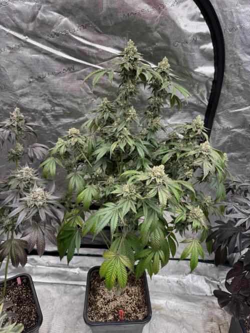 Acai x Black Cherry Funk. Week 16