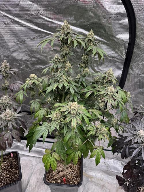 Acai x Black Cherry Funk. Week 16