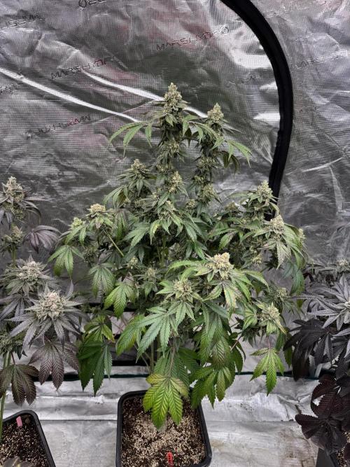 Acai x Black Cherry Funk. Week 16