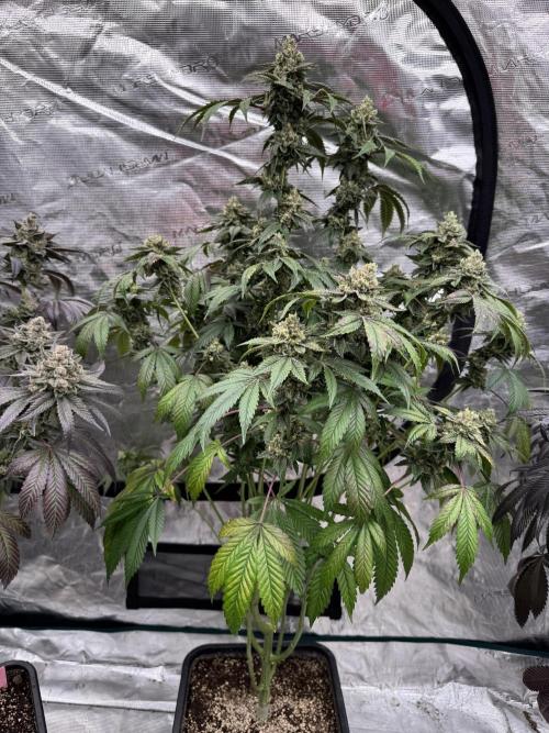 Acai x Black Cherry Funk. Week 16