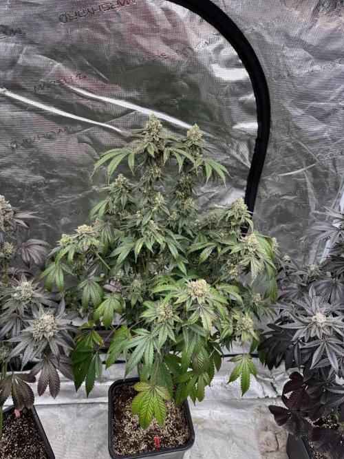 Acai x Black Cherry Funk. Week 16