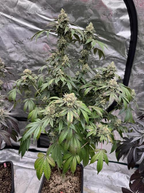 Black Cherry Gushers. Week 16
