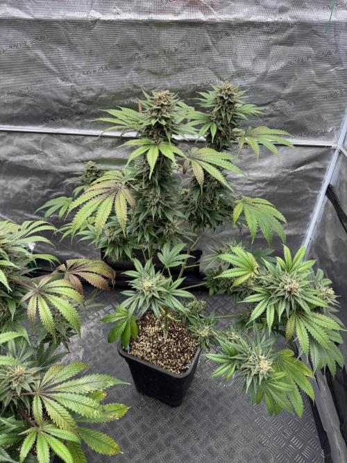Old School 😶‍🌫️. Week 16