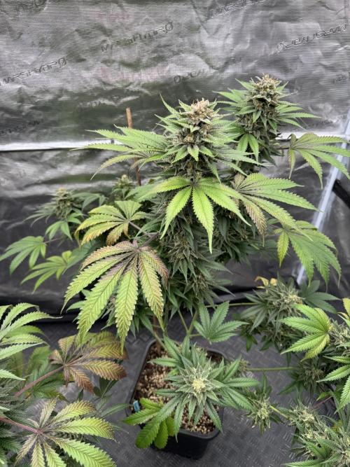 Old School 😶‍🌫️. Week 16