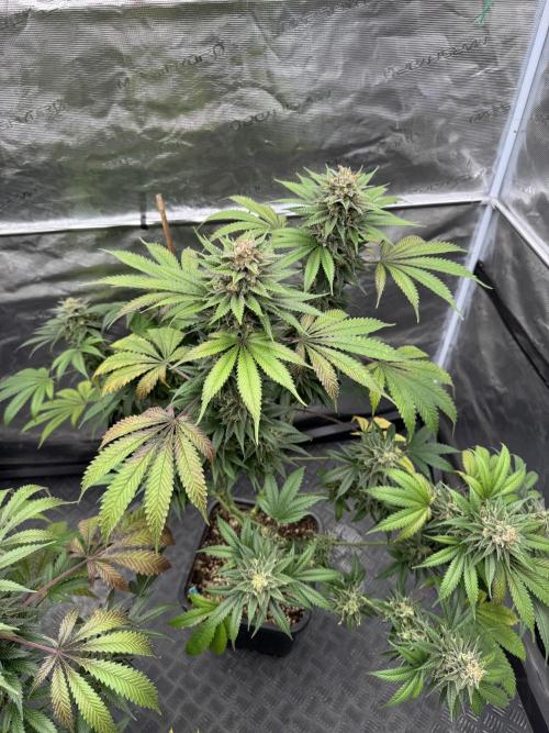 Old School 😶‍🌫️. Week 16