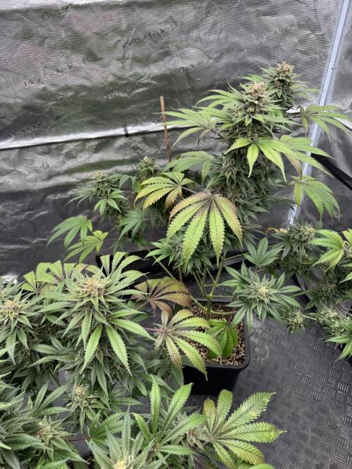 Old School 😶‍🌫️. Week 16