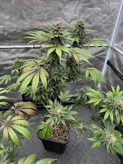 Old School 😶‍🌫️. Week 16