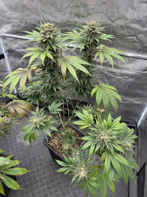 Old School 😶‍🌫️. Week 16