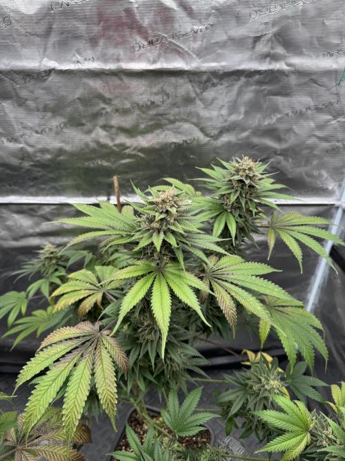 Old School 😶‍🌫️. Week 16