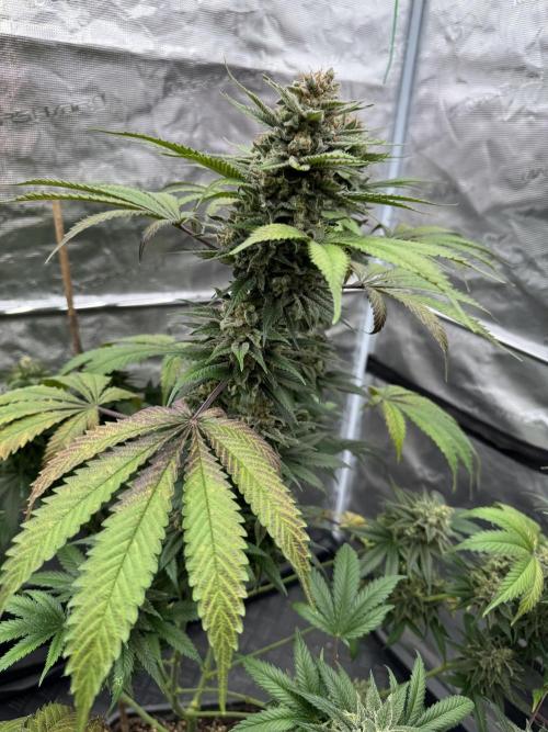 Old School 😶‍🌫️. Week 16