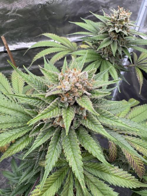 Old School 😶‍🌫️. Week 16