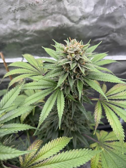Old School 😶‍🌫️. Week 16