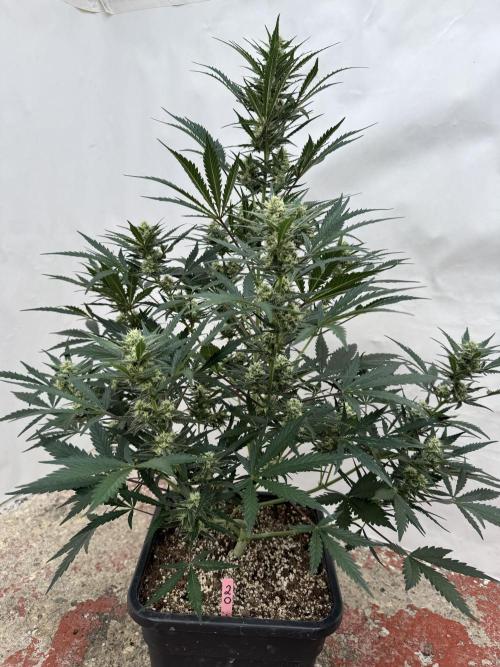 Amnesia Z Auto. Week 6