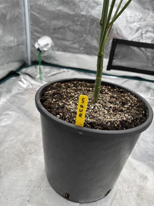 1st clone run 👯‍♀️✂️. Week 3