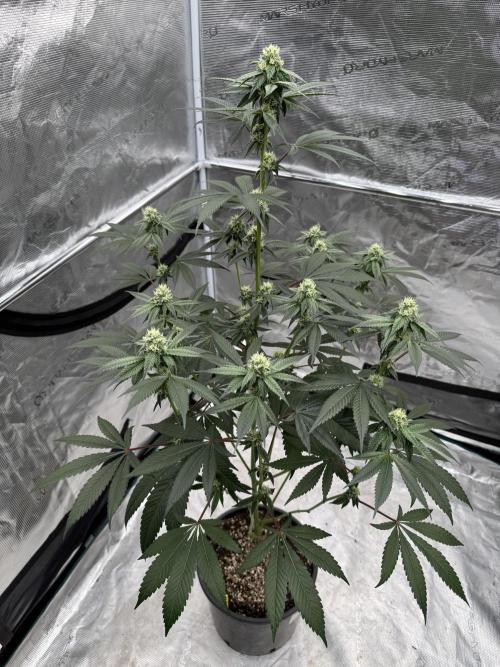 1st clone run 👯‍♀️✂️. Week 3