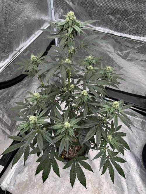 1st clone run 👯‍♀️✂️. Week 3