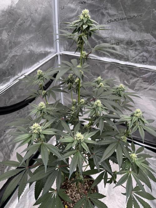 1st clone run 👯‍♀️✂️. Week 3