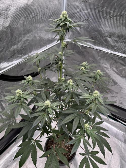 1st clone run 👯‍♀️✂️. Week 3