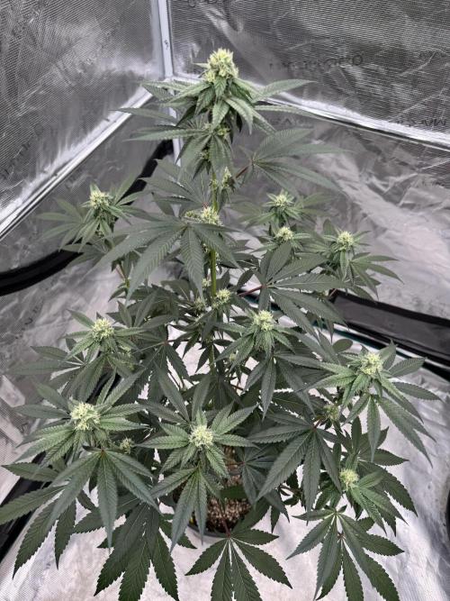 1st clone run 👯‍♀️✂️. Week 3