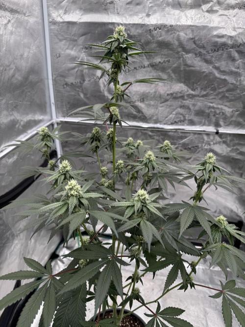 1st clone run 👯‍♀️✂️. Week 3