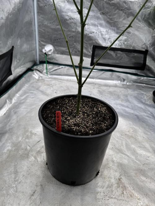 1st clone run 👯‍♀️✂️. Week 3