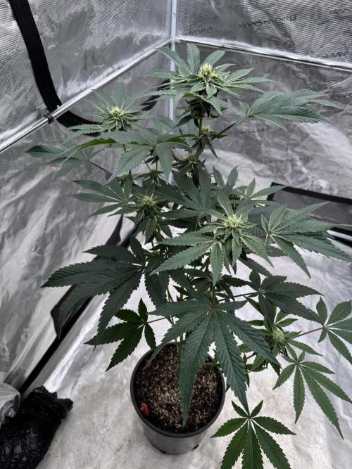 1st clone run 👯‍♀️✂️. Week 3