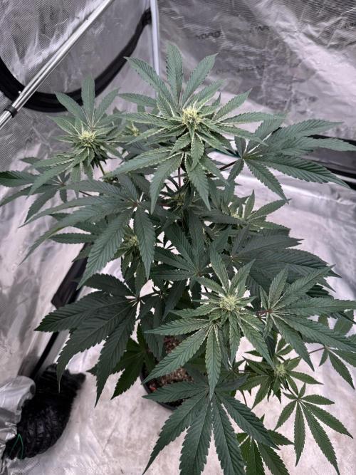 1st clone run 👯‍♀️✂️. Week 3