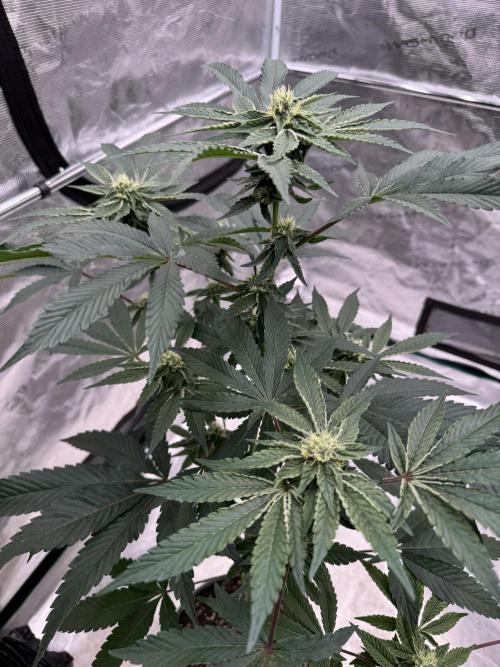 1st clone run 👯‍♀️✂️. Week 3
