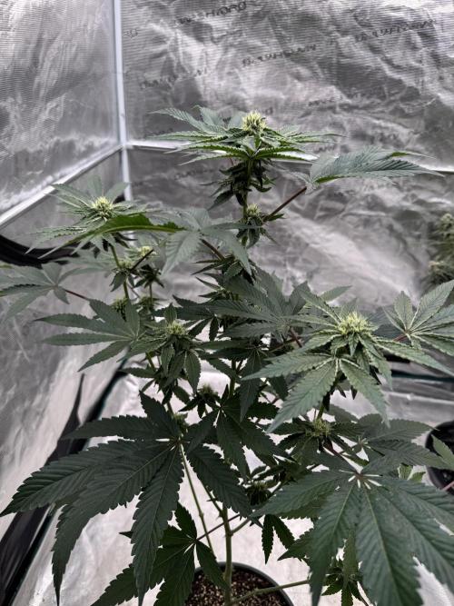 1st clone run 👯‍♀️✂️. Week 3