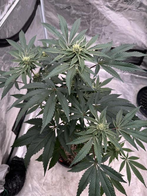 1st clone run 👯‍♀️✂️. Week 3