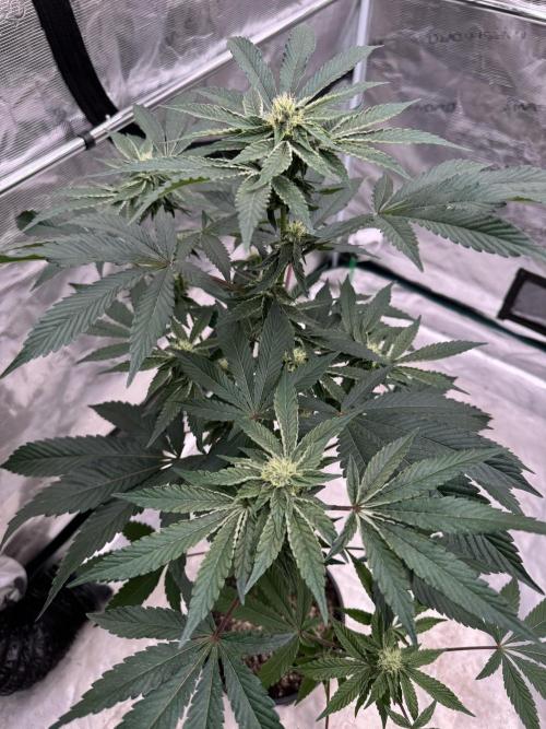 1st clone run 👯‍♀️✂️. Week 3