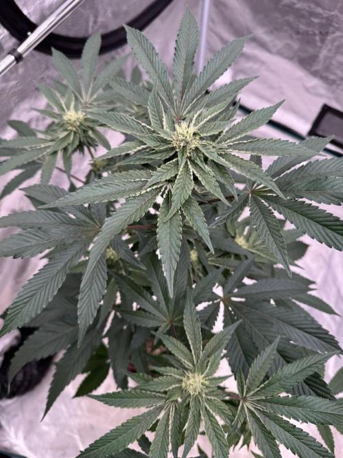 1st clone run 👯‍♀️✂️. Week 3