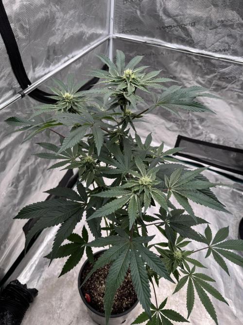 1st clone run 👯‍♀️✂️. Week 3
