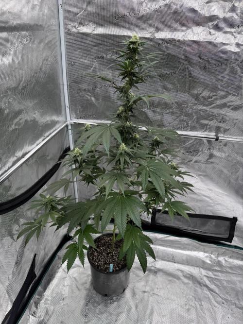 1st clone run 👯‍♀️✂️. Week 3