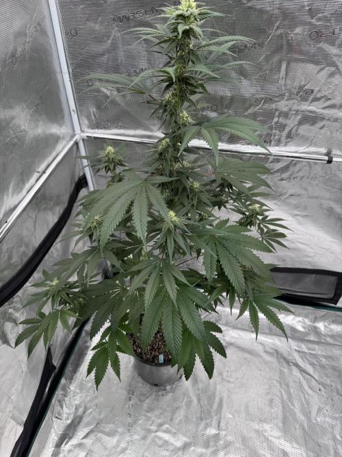 1st clone run 👯‍♀️✂️. Week 3